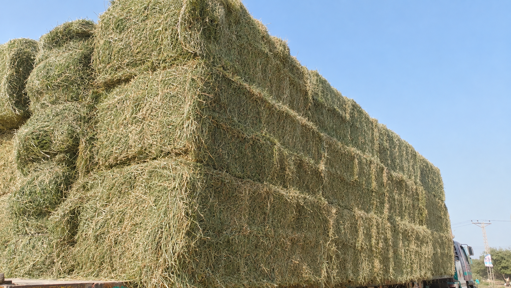 Rhodes grass hay bales stacked on a truck
