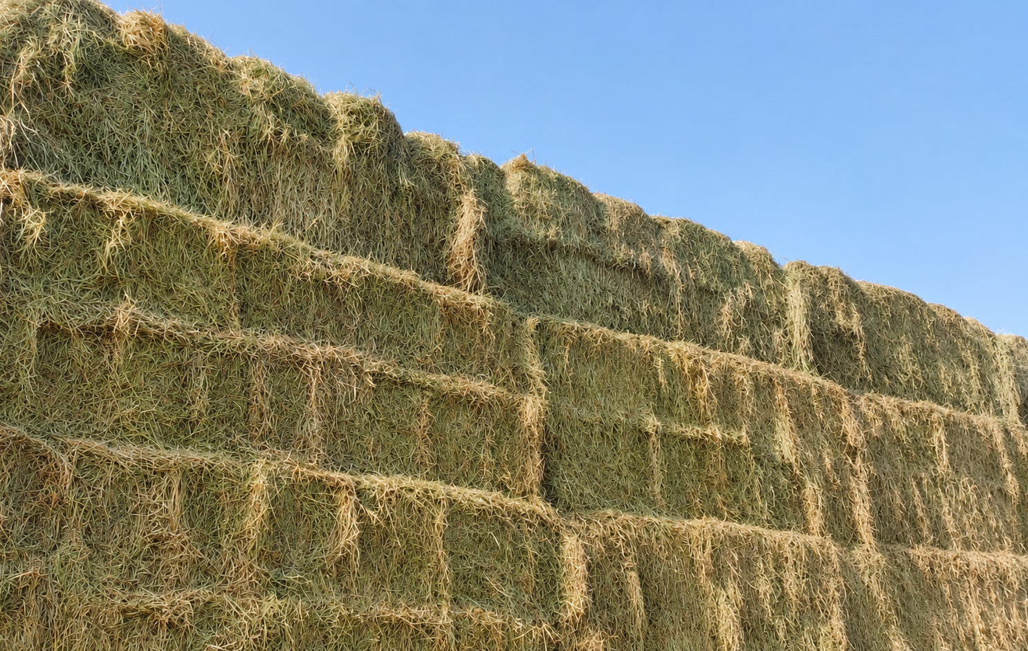 Rhodes Grass Export Enquiries Stacked rectangular Rhodes grass hay bales