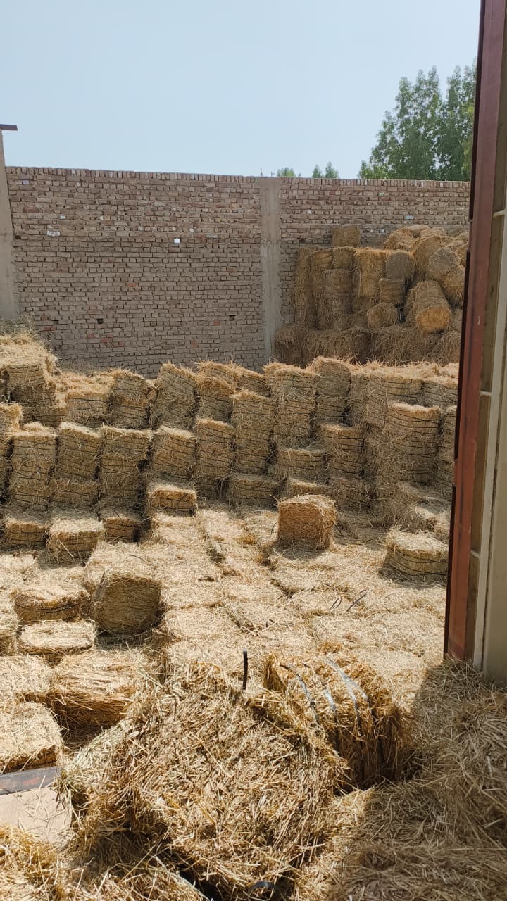 Rhodes Grass Export Enquiries Rhodes grass hay bales in a storage yard