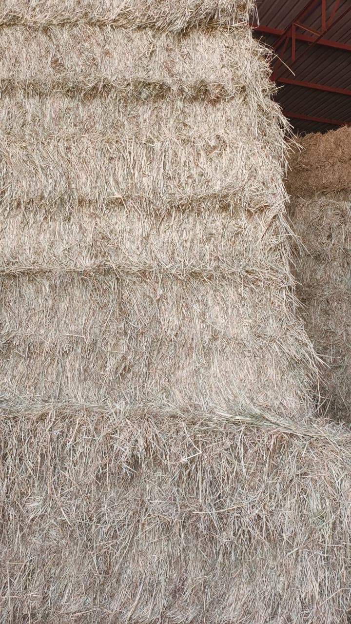 Rhodes Grass Export Enquiries Rhodes grass hay bales stacked under cover
