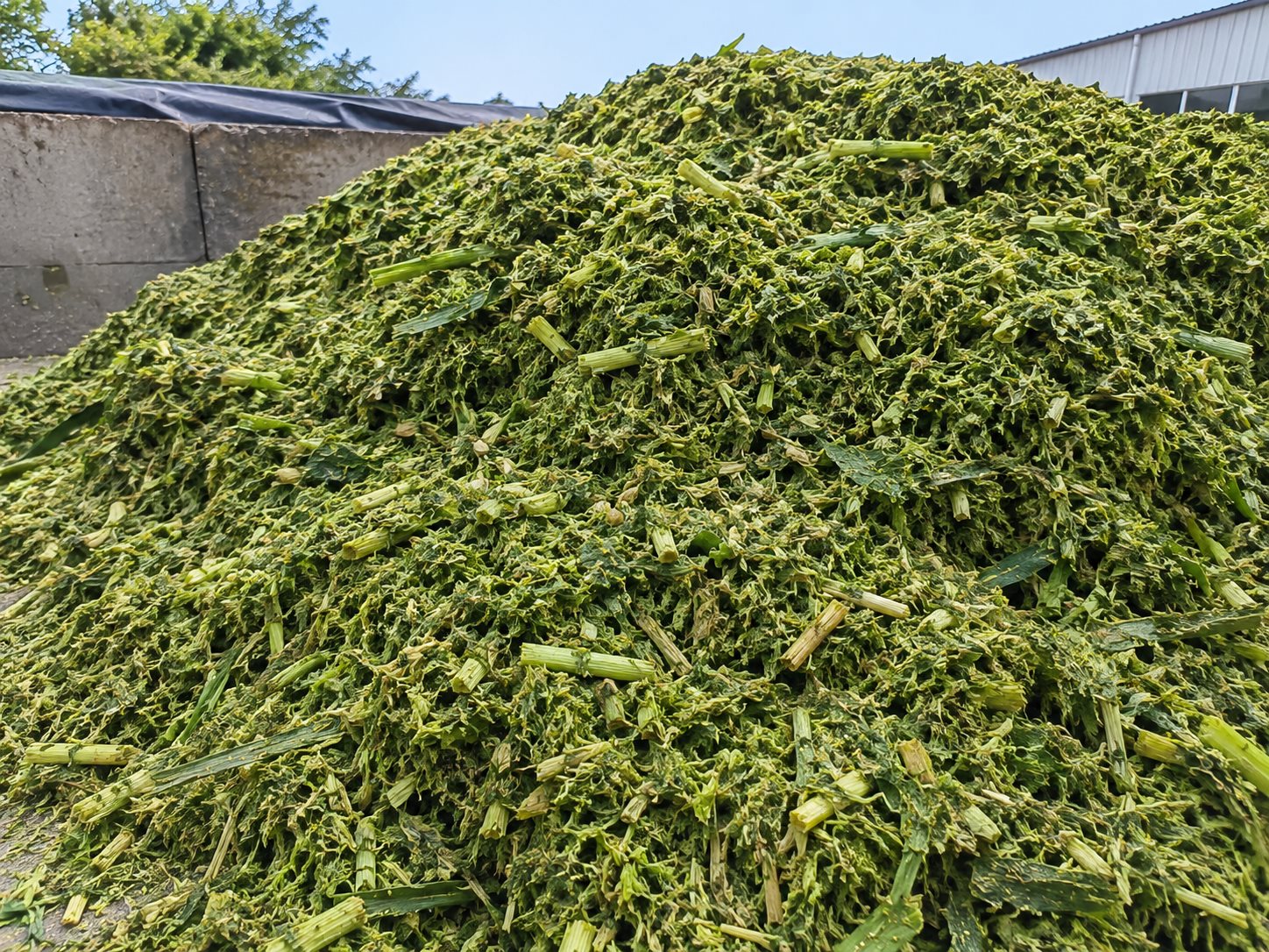 Chopped green forage for silage