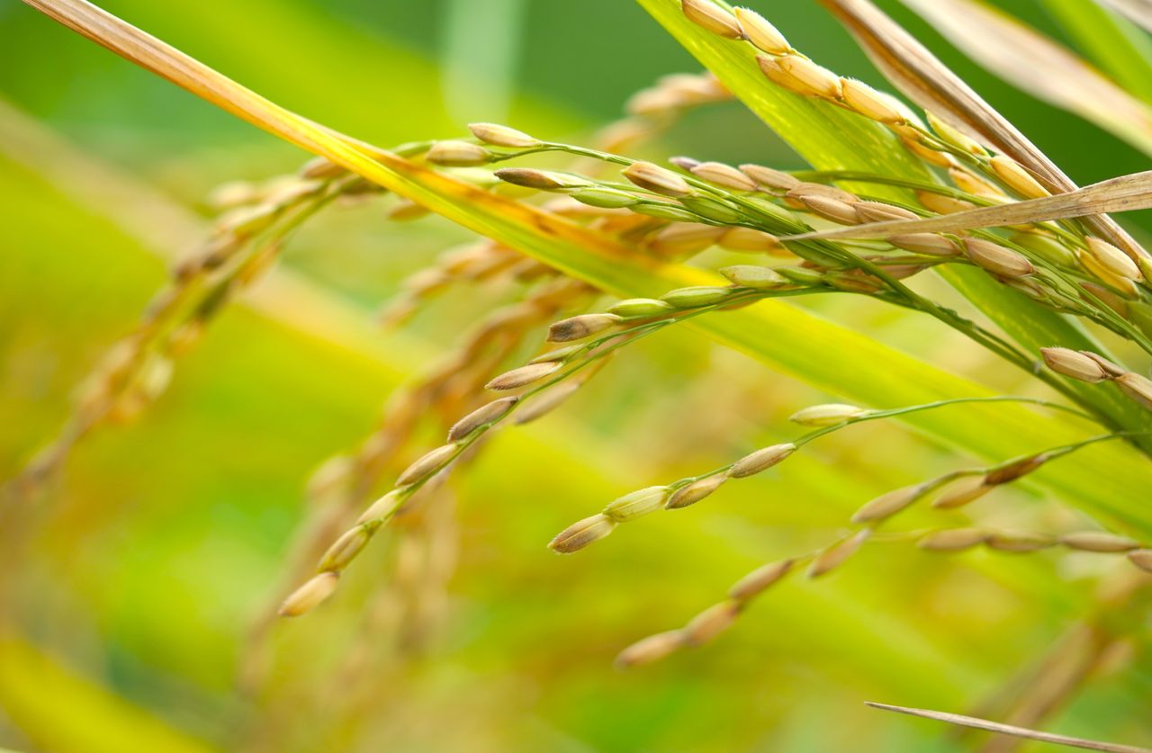 The Art of Drawing Readers In: Your attractive post title goes here Detailed macro shot of rice plant showcasing ripe grains with vibrant green leaves in a sunny field.